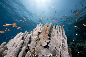 Goniopora taken in ras Ghozlani. by Stephan Kerkhofs 